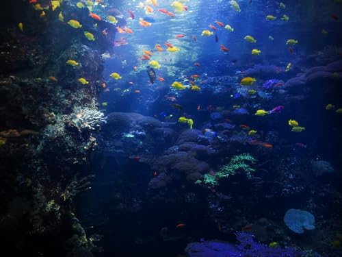Une saison à l’Aquarium