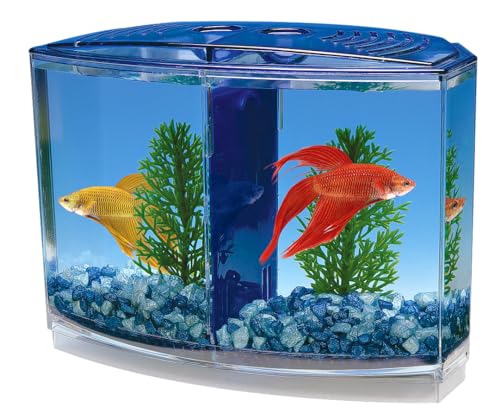 Penn-Plax Twin Betta Bow-Front Kit pour Aquarium Bleu, Vert, réservoir Mesure 19,1 cm à l'avant, 15,2 cm à l'arrière